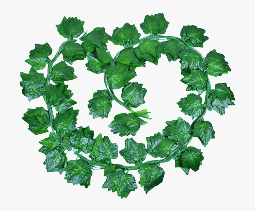 Angelica, HD Png Download