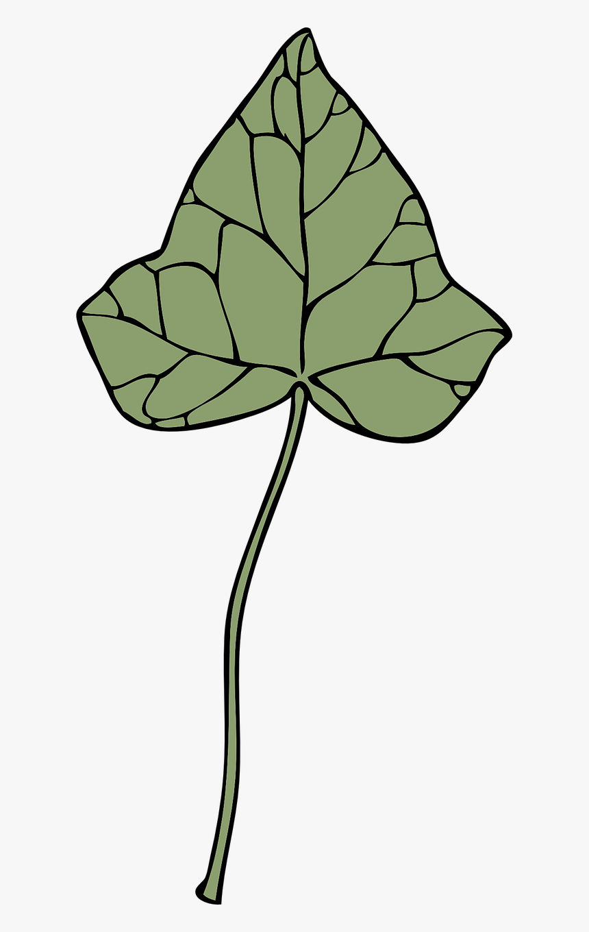 Ivy Leaf, HD Png Download