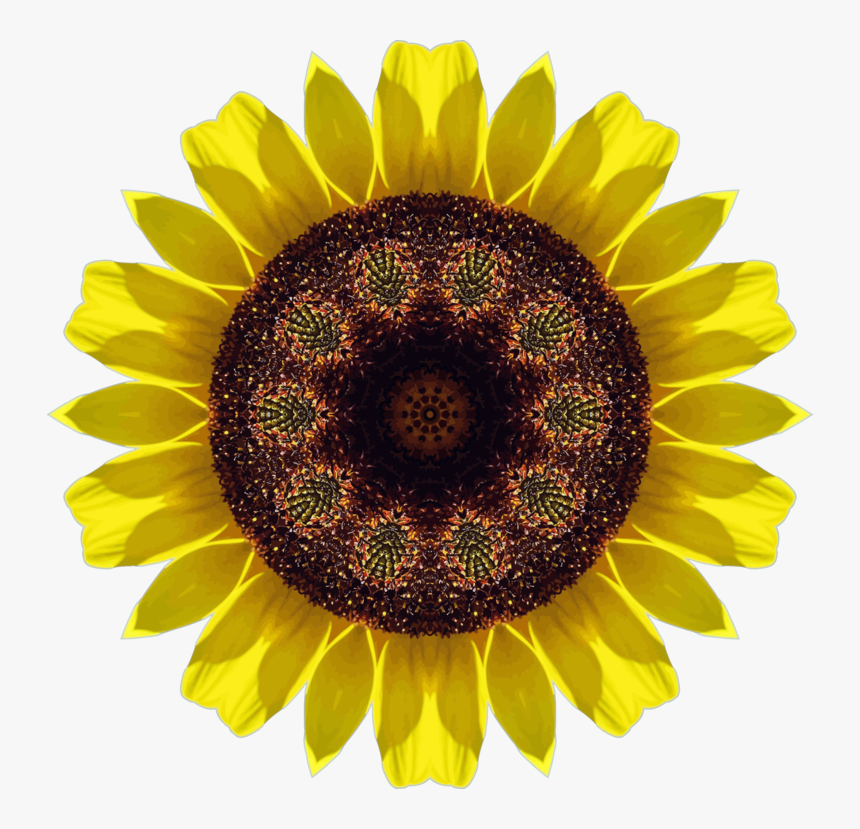 Pollen,sunflower Seed,plant - Piñón De La Bomba De Aceite, HD Png Download