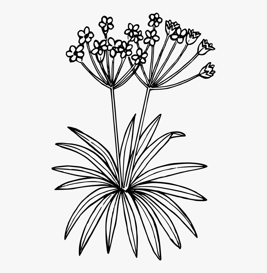 Northern Fairy Candelabra - Plant Drawing Transparent, HD Png Download