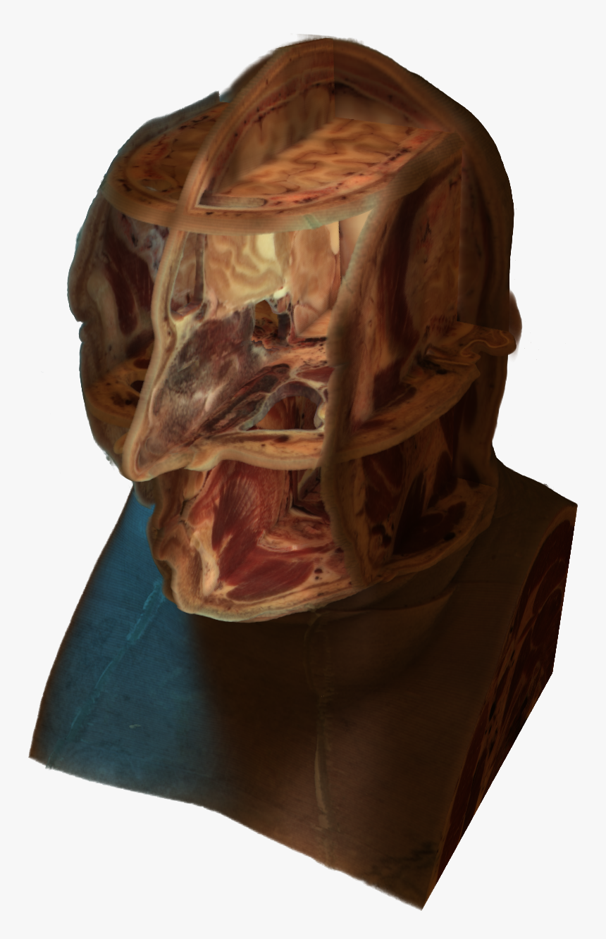 Cross-section Of A Human Head - Portable Network Graphics, HD Png Download