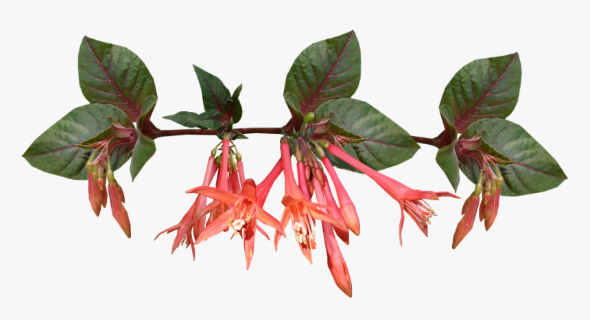 Fuchsia, HD Png Download