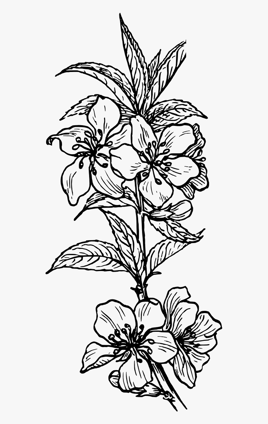 Poinsettia Black And White Clipart, HD Png Download