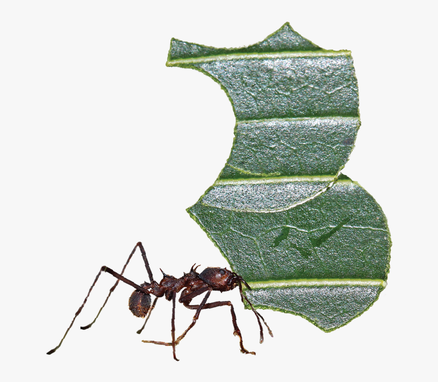 Screen Shot 2017 04 20 At - Carpenter Ant, HD Png Download