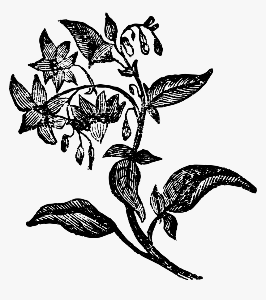 1741ae Nightshade Copy - Illustration, HD Png Download