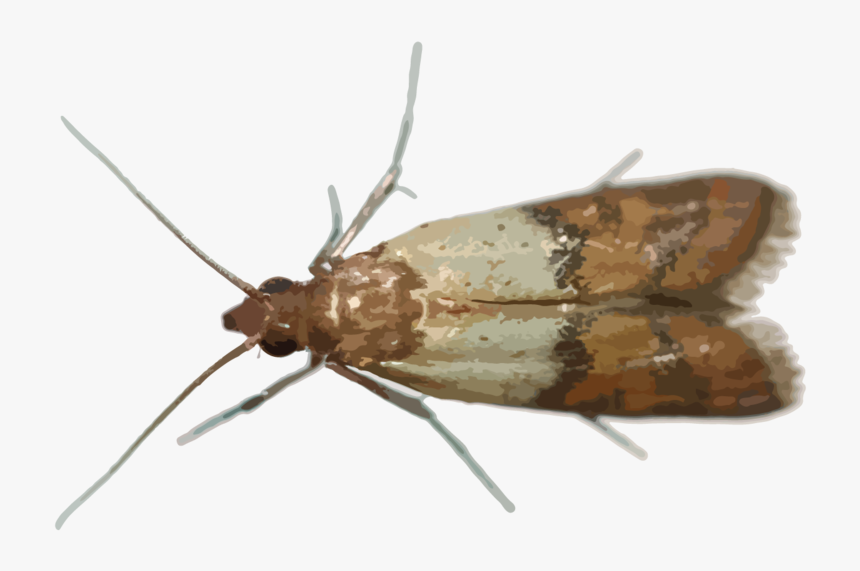 Hr Pantry Pests - Hofmannophila Pseudospretella, HD Png Download