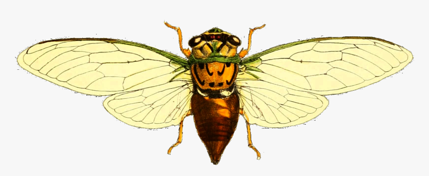 Fidicina Mannifera, HD Png Download