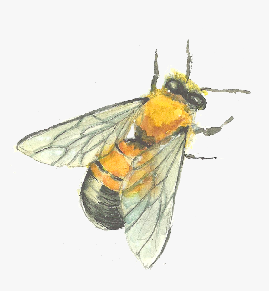 Bee Drawing Watercolor - Bee Painting Png, Transparent Png