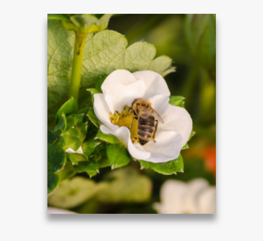 Insects On Strawberry Flower - White Trillium, HD Png Download