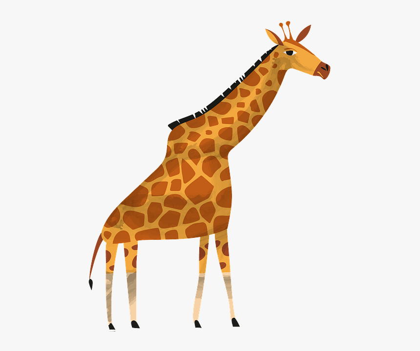Giraffe, HD Png Download