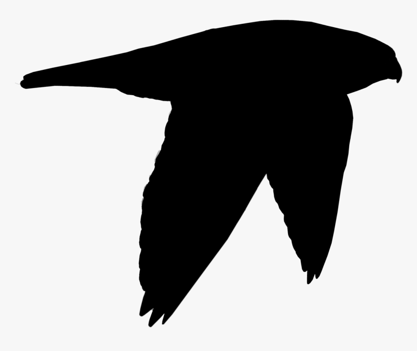 Beak Clip Art Black Bird Silhouette - Illustration, HD Png Download