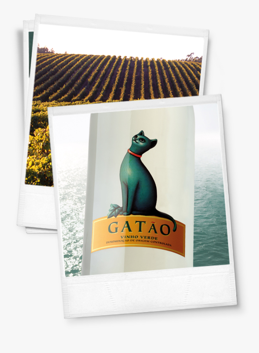 Gatao Vinho Verde, HD Png Download