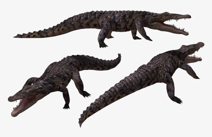 Crocodiles, HD Png Download