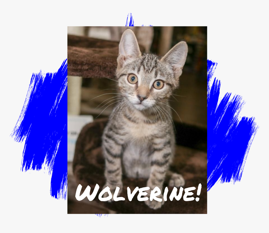 Cat - Labrador Retriever, HD Png Download