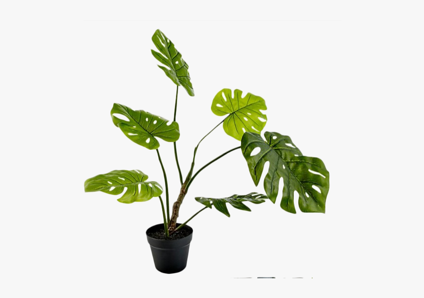 Plants, HD Png Download