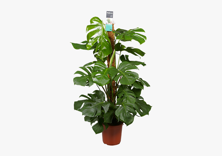 Monstera Pertusum, HD Png Download