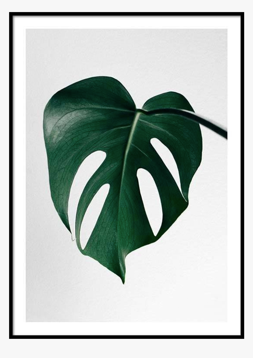 Print Monstera - Foglie Tropicali Pittura, HD Png Download