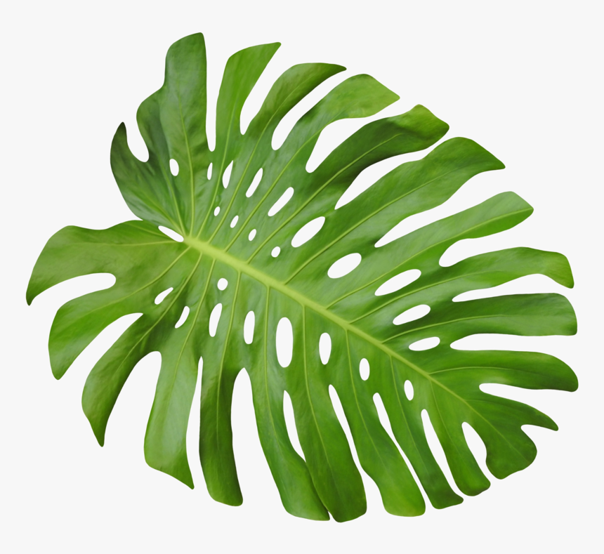 Leaf, HD Png Download