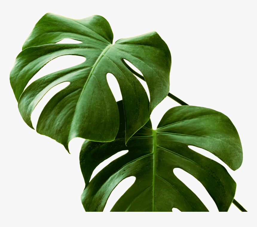 Poster Black Monstera, HD Png Download