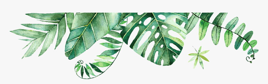 Palm Leaves Graphic - Illustration, HD Png Download