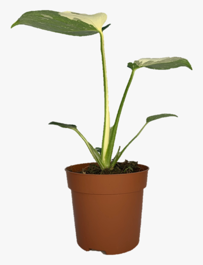 Houseplant, HD Png Download