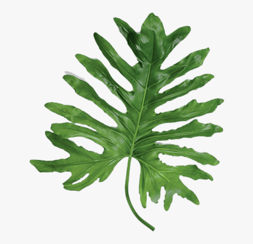 Split Leaf Png Transparent, Png Download