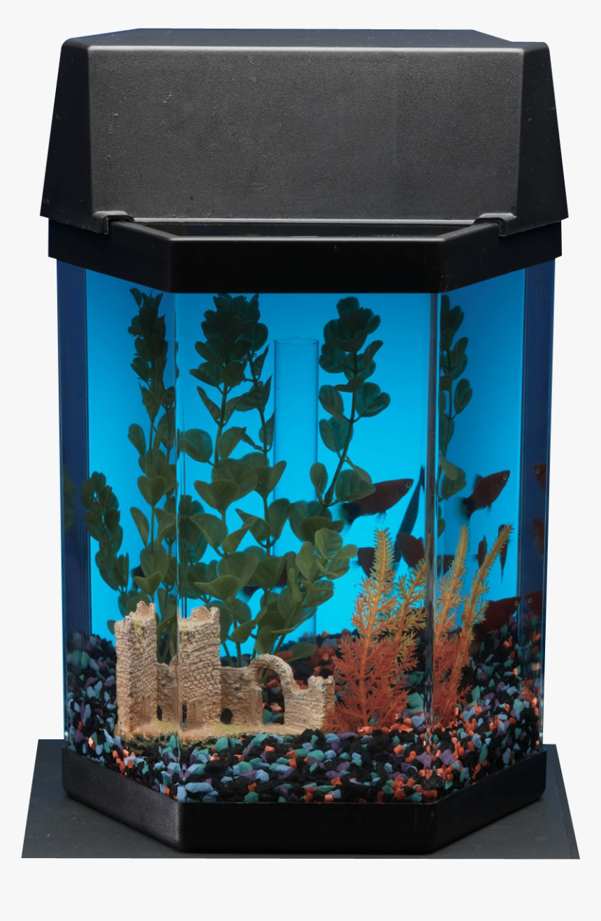 Aquarium, HD Png Download