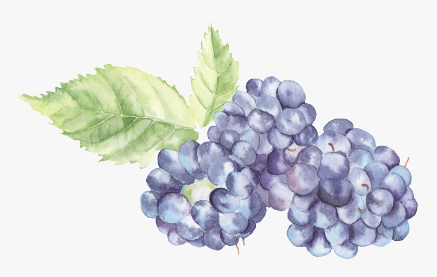 Transparent Watercolor Blackberries Png , Png Download - Paintings Of Blackberry Png, Png Download