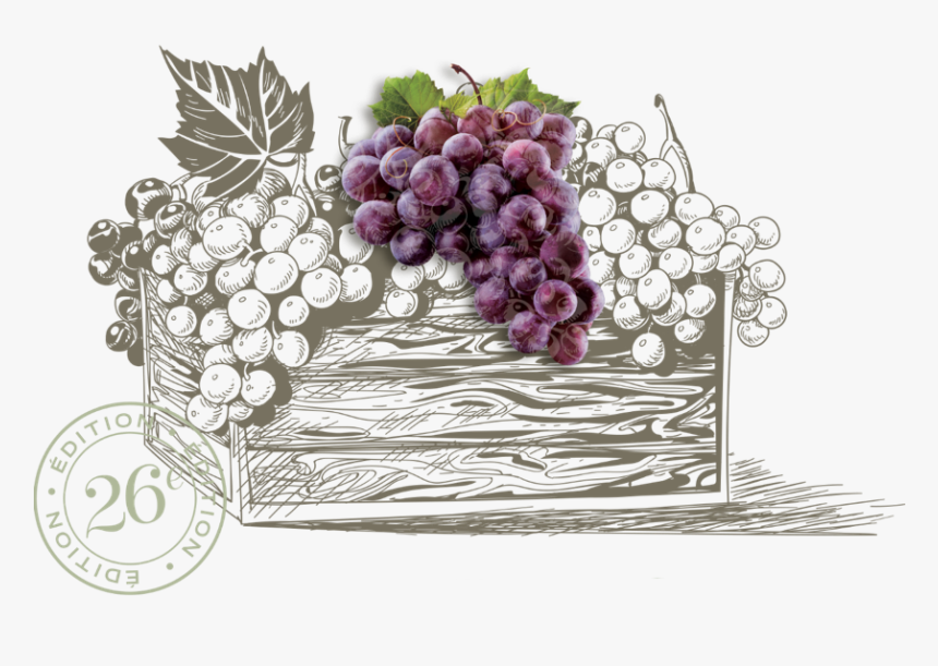 Raisins - Basket Of Fruits And Wine Drawing, HD Png Download