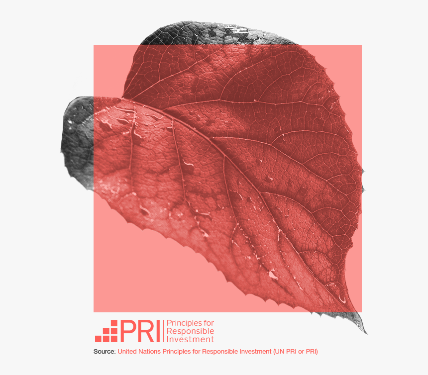 Red Leaf Square New - Swamp Maple, HD Png Download