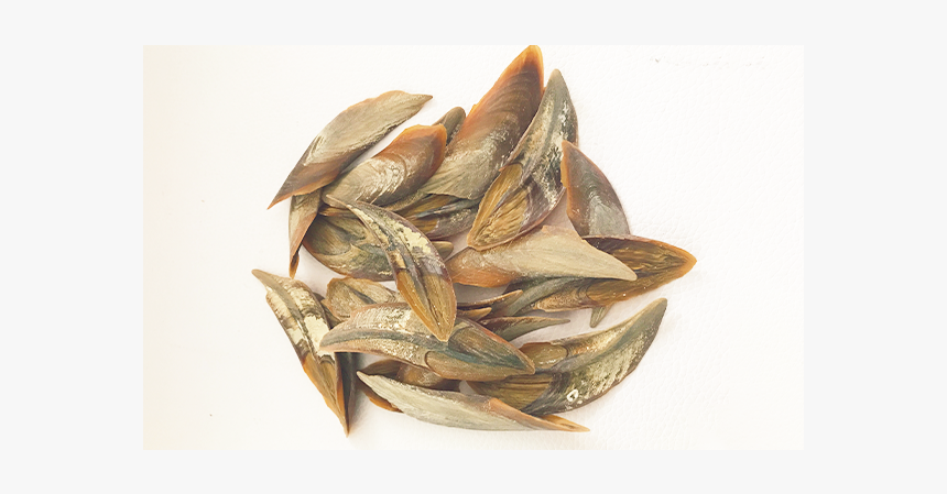 Factory Price High Quality Promotion Operculum Black - Fish Products, HD Png Download