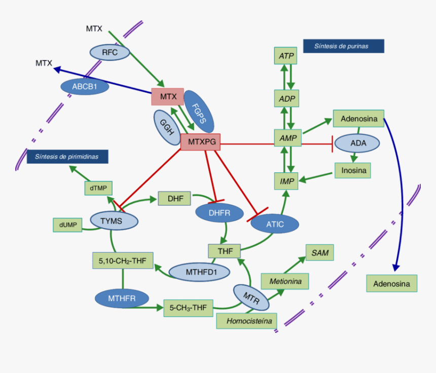 Esquema De Las Vias Metabolicas, HD Png Download