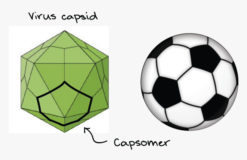 Comparison Of A Soccer Ball With A Virus Capsid - Soccer Ball Sticker Png, Transparent Png