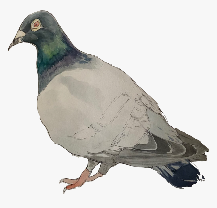 Rock Dove , Png Download - Stock Dove, Transparent Png