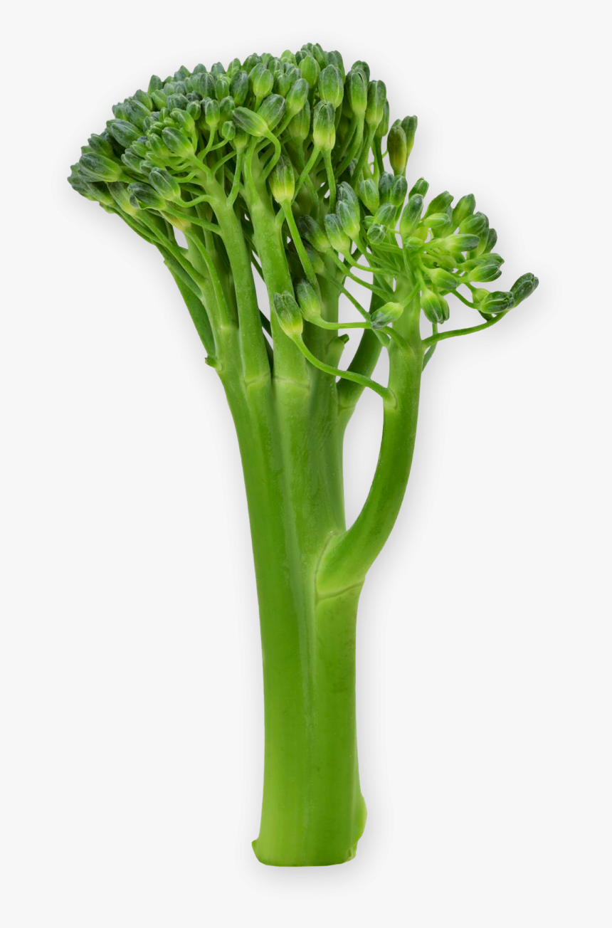 Vegetable, HD Png Download