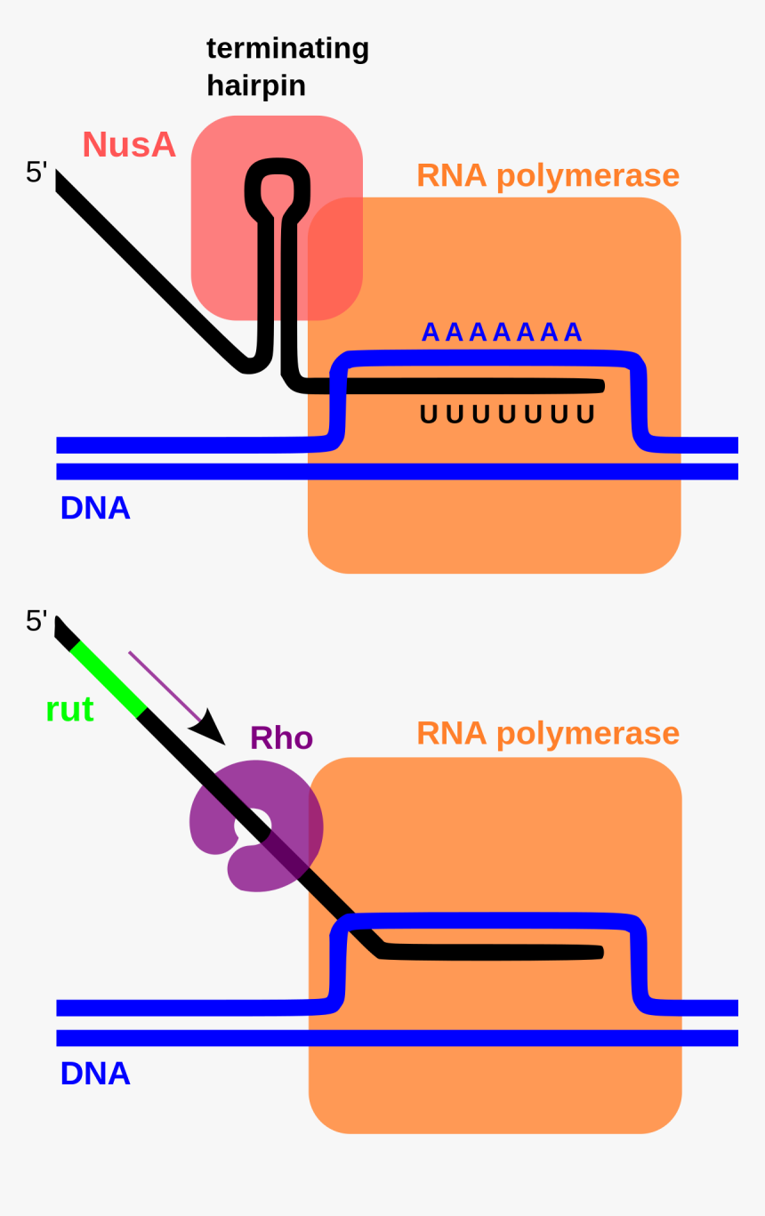 Rho Independent Termination, HD Png Download