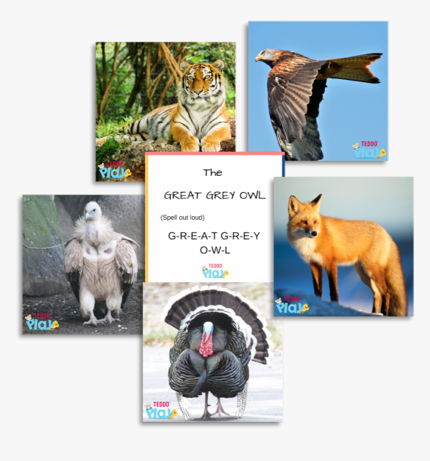 Red Fox, HD Png Download