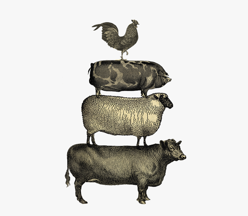 Victorian Bull Drawing, HD Png Download