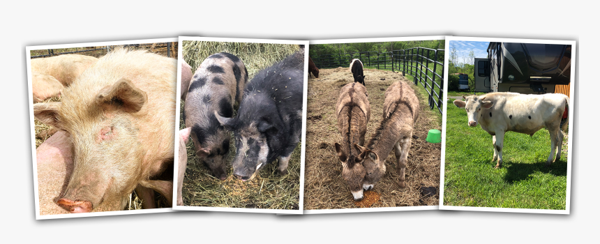 Boar, HD Png Download