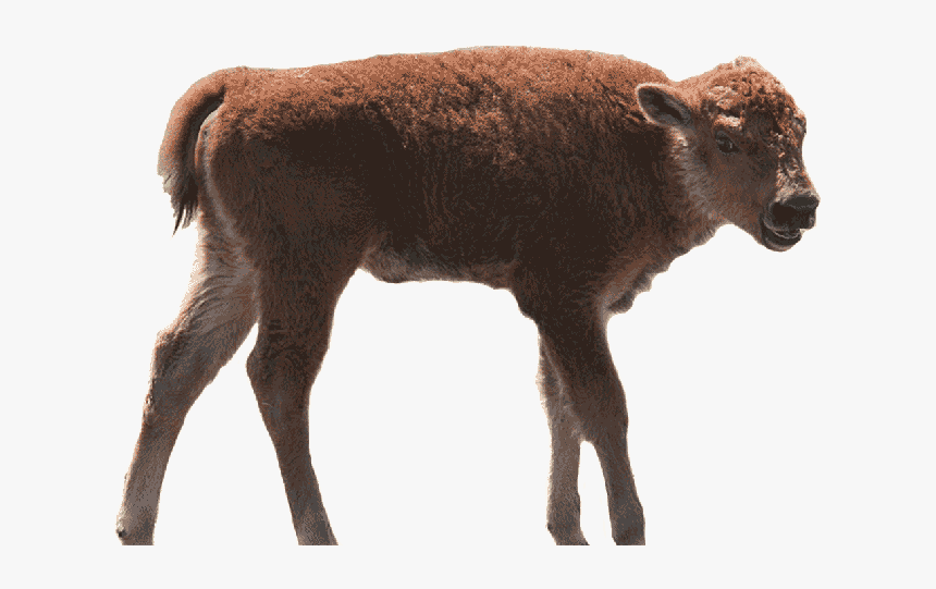 Drive Through Safari & Petting Zoo In Sequim, Wa - Calf, HD Png Download