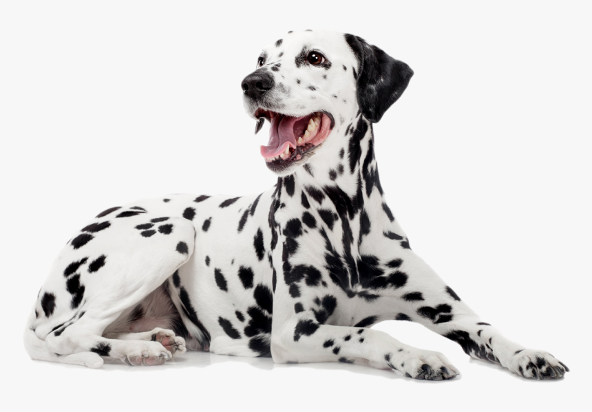 Dalmatian - Dalmatian Dog, HD Png Download