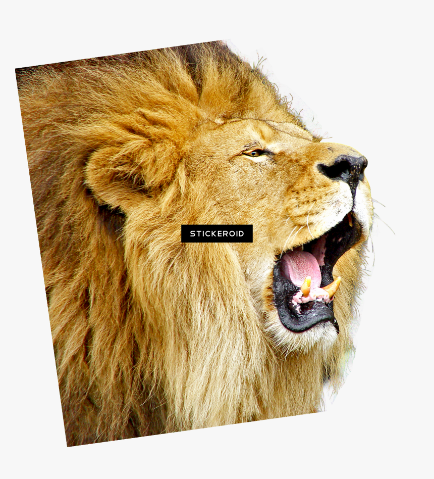 Lion Roar Png - Clear Background Png Lion, Transparent Png