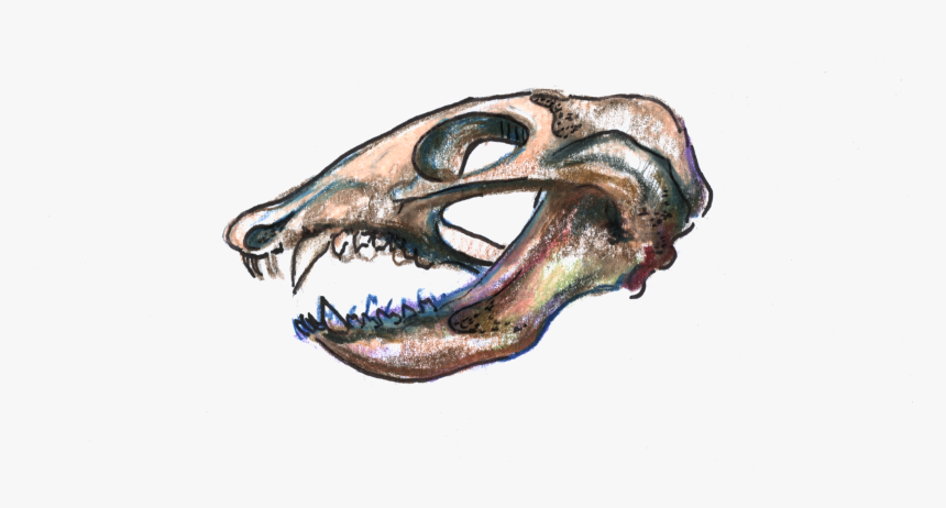 Lesothosaurus, HD Png Download