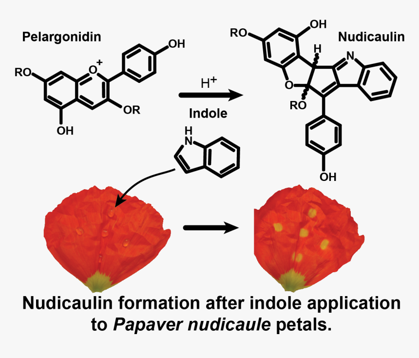 Thermal Crosslinking Polymers, HD Png Download