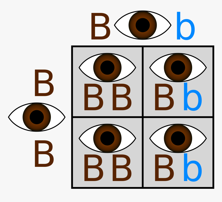Brown And Blue Eyes Punnett Square, HD Png Download