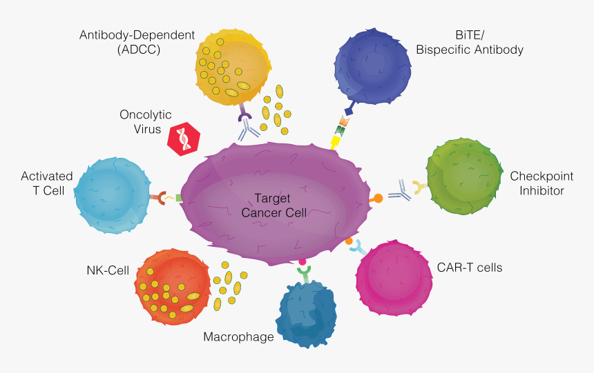 Cancer Immunotherapy, HD Png Download