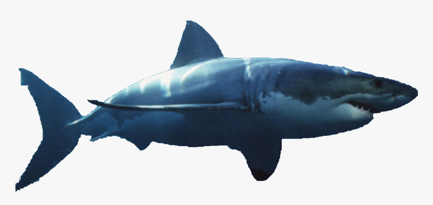 Bull Shark Png - Great White Shark Transparent Background, Png Download