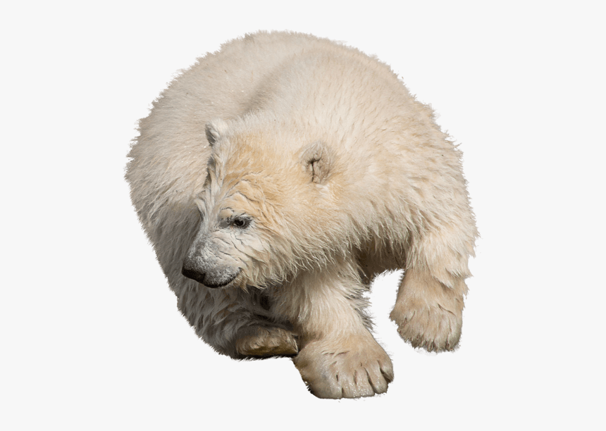 Polar Bear, HD Png Download