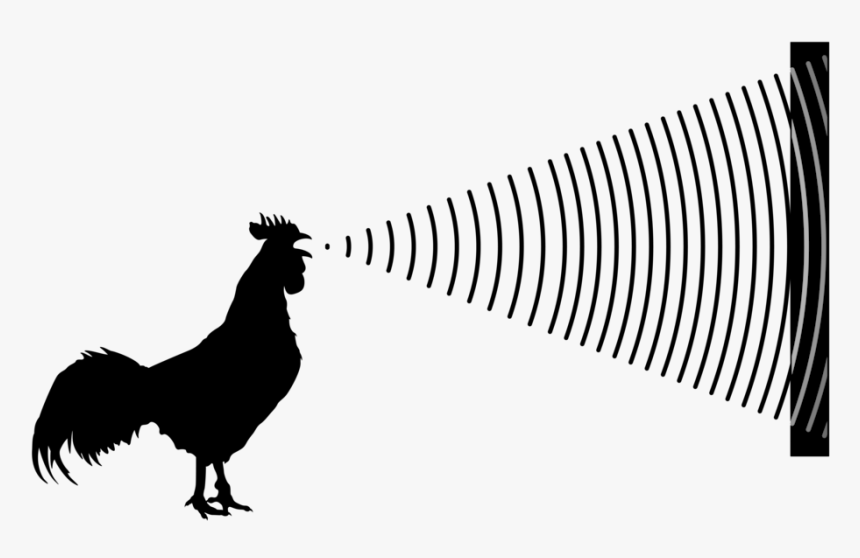 Absorbtion Diagram Blk-01 - Rooster, HD Png Download