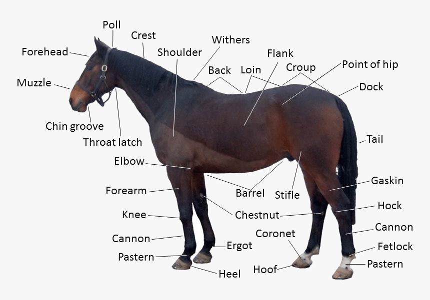 Identify The Parts Of A Horse, HD Png Download